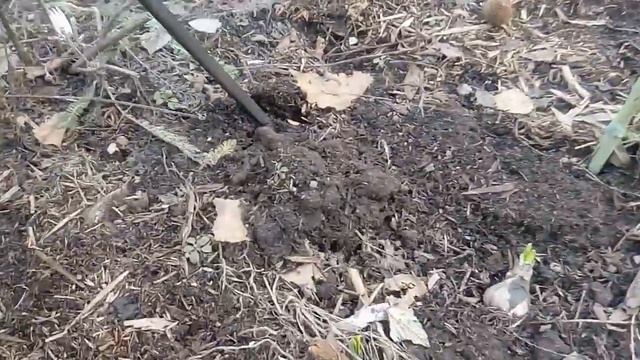 9 апреля 2016 г. Клумба с многолетниками . Просыпаются цветы после зимовки смотреть онлайн