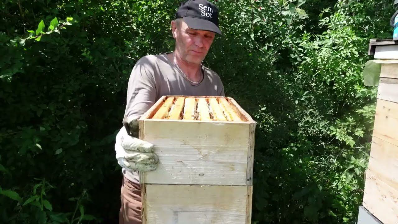 убираю с ульев весь весенний мед смотреть онлайн