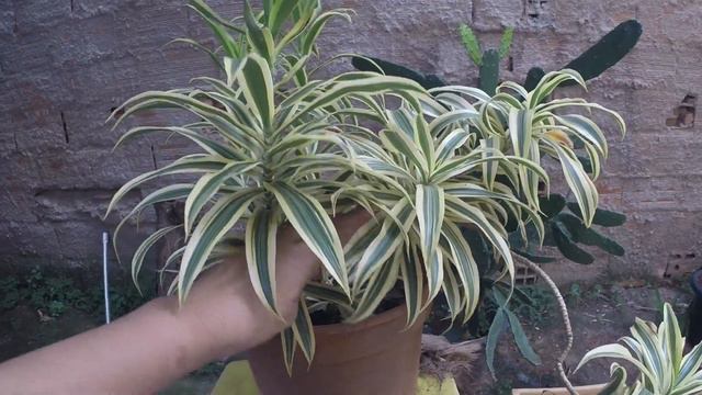 PLEOMELE (DRACENA VARIEGADA) PLANTA DO MOMENTO COMO CUIDAR. смотреть онлайн