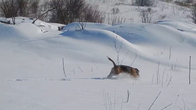 Снігове поле і бігль Джим смотреть онлайн