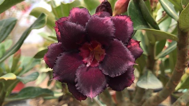 Adenium Obesum -Rosa Do Deserto BLACK BEARL