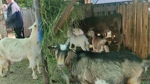 Удойность Альпийских коз! Козы работают!