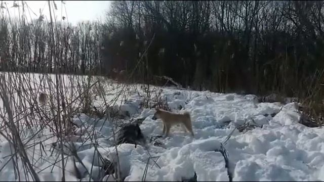 первая куница у щенка