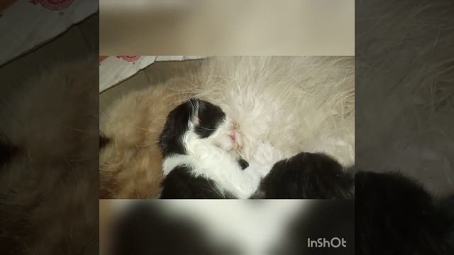 Маленькие десятидневные котята смотреть онлайн