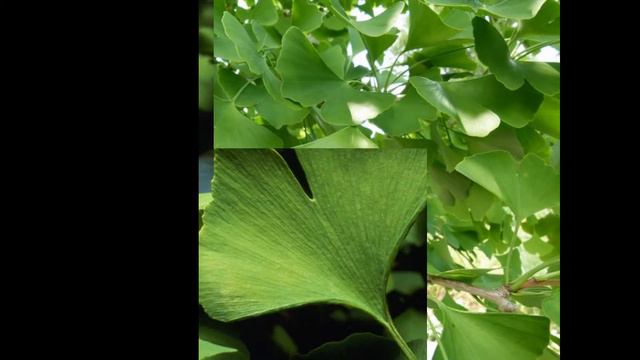 ГИНКГО  (GINKGO)  сем. Гинкговые