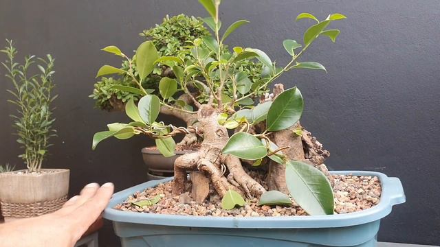 Trabalho em um Ficus - Dicas e procedimentos смотреть онлайн