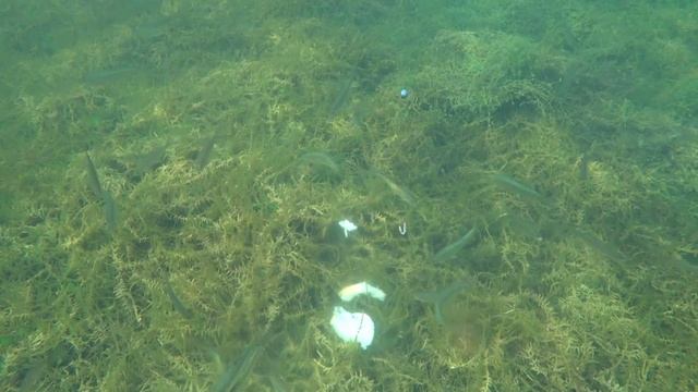 КАК КЛЮЁТ РЫБА ПОД ВОДОЙ | ПОДВОДНАЯ СЪЕМКА | ПОЗНАВАТЕЛЬНОЕ ВИДЕО смотреть онлайн