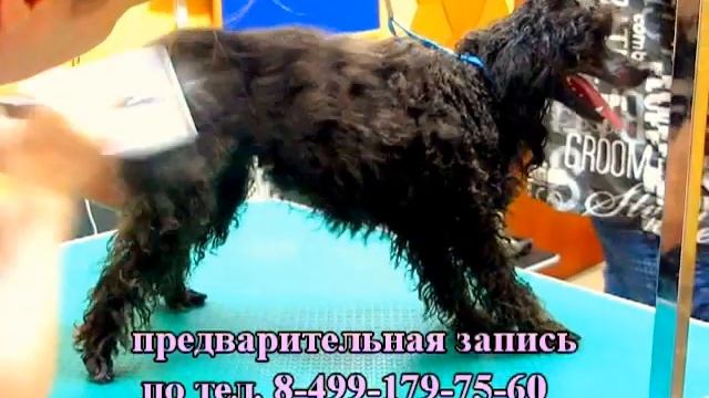 стрижка пуделя зооимидж смотреть онлайн