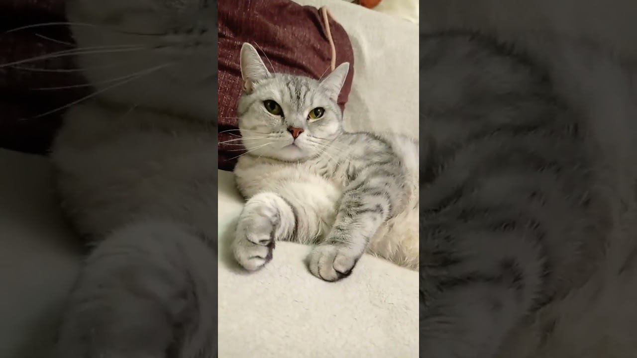 Котенок или деньги? #Shorts смотреть онлайн