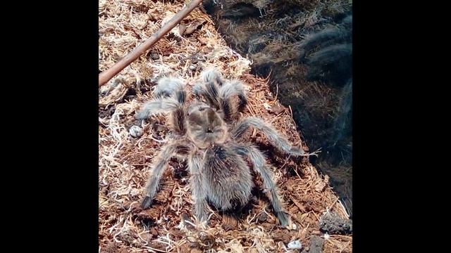 Пауки птицееды-Страшные, лохматые и ужасные! смотреть онлайн