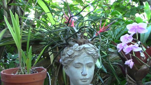 How to grow Air Plants! смотреть онлайн
