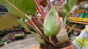 Филодендрон Принц оф Оранж - феерия цвета | Обзор удивительного сорта филодендрона