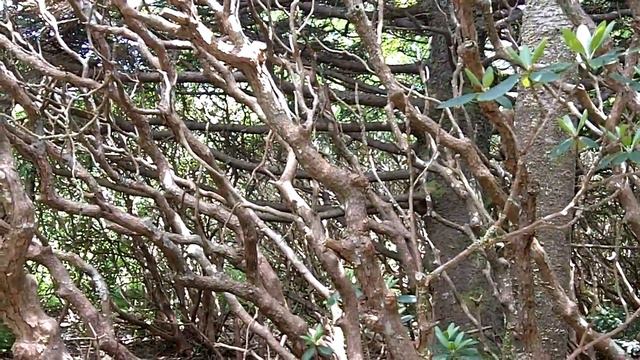 Rhododendron Festival смотреть онлайн