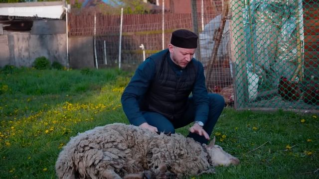КАК ПРАВИЛЬНО РЕЗАТЬ БАРАНА делать курбан НА КУРБАН БАЙРАМ - Марат хазрат Багдалов смотреть онлайн