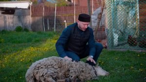 КАК ПРАВИЛЬНО РЕЗАТЬ БАРАНА делать курбан НА КУРБАН БАЙРАМ - Марат хазрат Багдалов