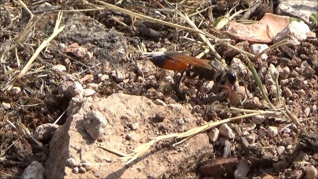 Kum avcısı arı (Sphex ichneumoneus) смотреть онлайн