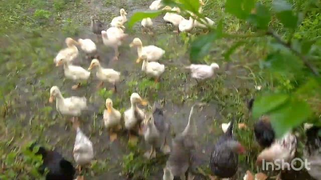 Утята кушают хлеб и не кушают чеснок смотреть онлайн