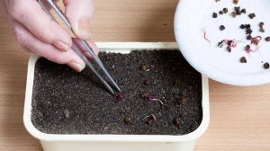 Посадка свеклы рассадой в открытый грунт