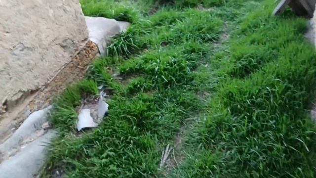 Как у нас появился куст бузины? смотреть онлайн