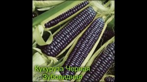 САМЫЕ РЕДКИЕ ОВОЩИ И ФРУКТЫ