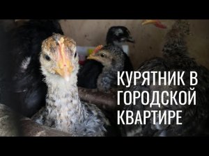Курятник в городской квартире. Кормление цыплят.