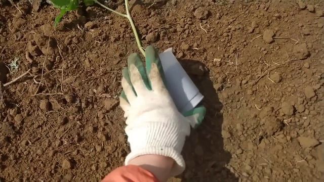 Купила дом в деревне. Вкусная грядка для томатов и открывающийся парник своими руками. смотреть онлайн