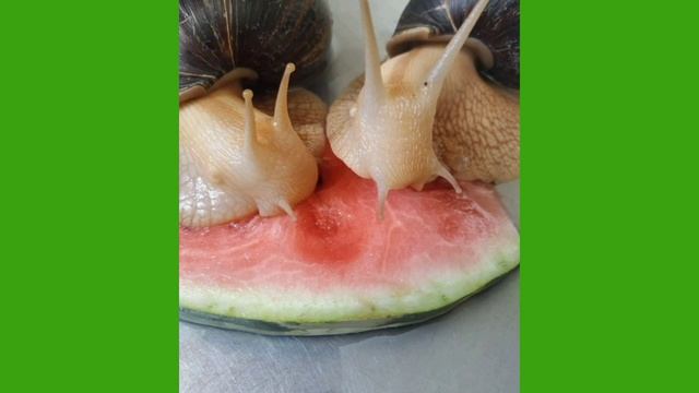 ЗАЧЕМ НУЖНЫ УЛИТКИ? | улитки ахатины | содержание улиток смотреть онлайн