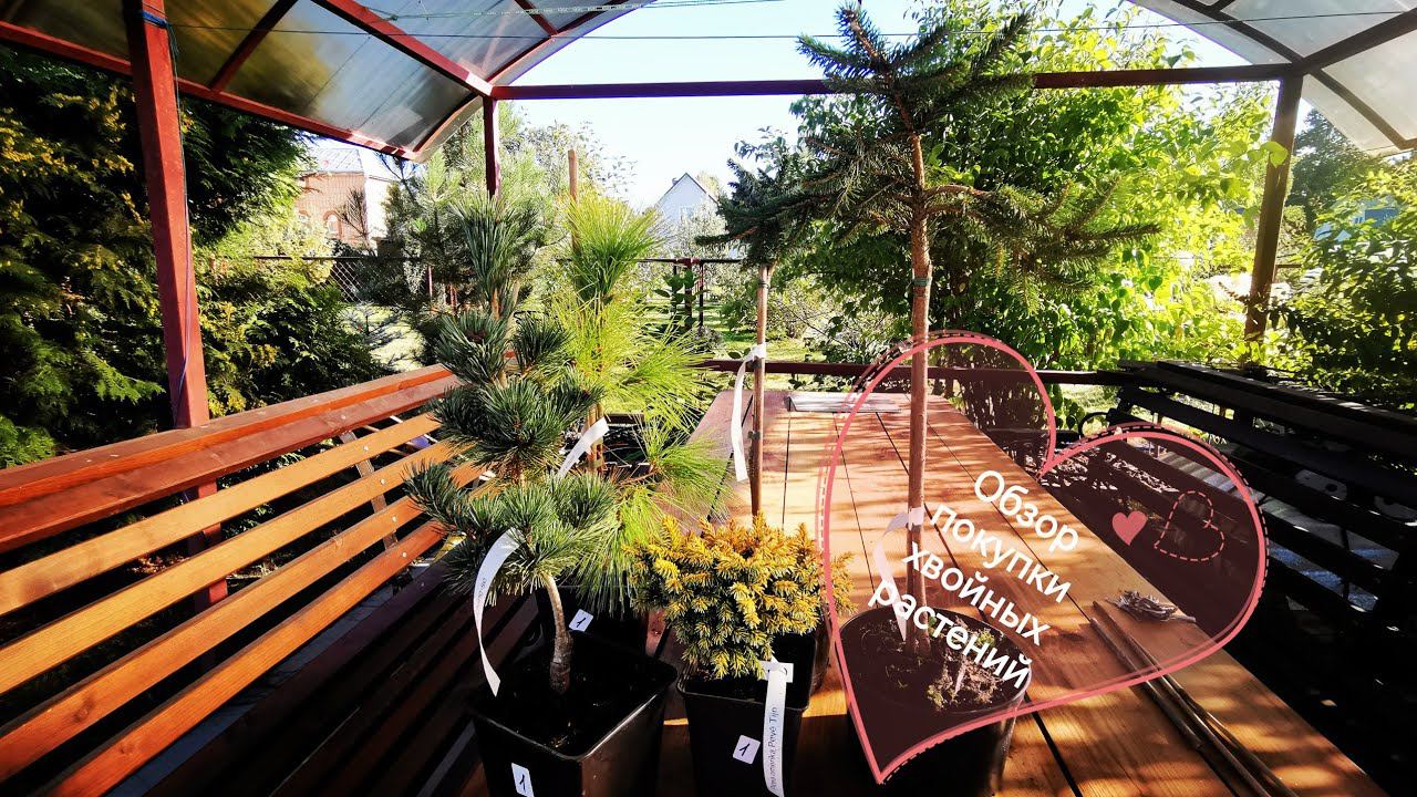 Обзор заказа с сайта совместных закупок хвойных растений из польских питомников Сентябрь 2022 смотреть онлайн