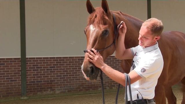 HOW TO: put a rope halter on your horse: the do's and don'ts смотреть онлайн