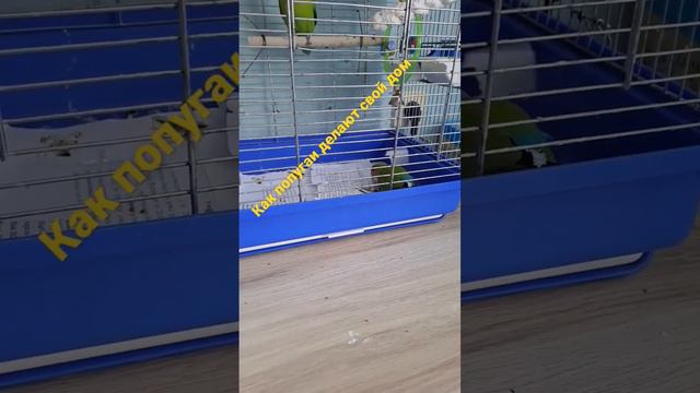 Как попугаи делают свой домик. #попугаи #домашниеживотные #птицы #неразлучники смотреть онлайн