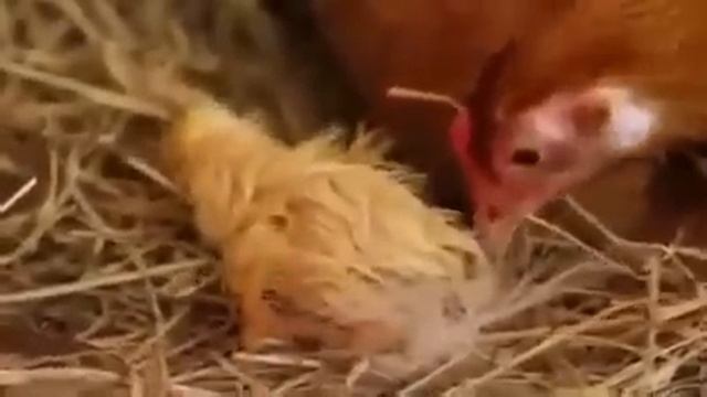 Как Вылупляется ЦЫПЛЁНОК смотреть онлайн