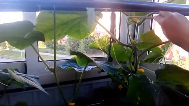 Китайский огурец - выращиваем на балконе смотреть онлайн