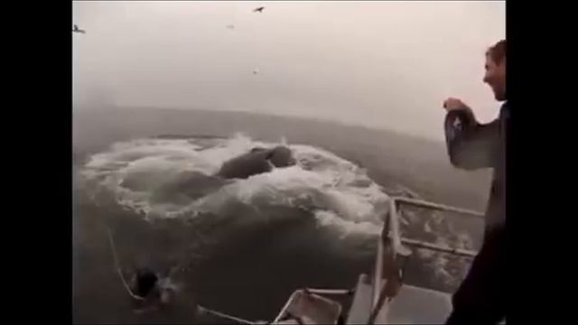 Дайвера почти проглотил кит смотреть онлайн