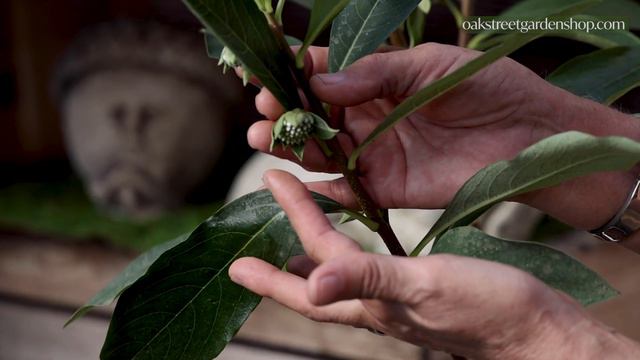Planting Edgeworthia!