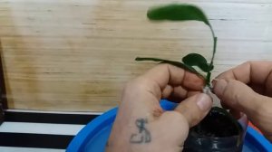 Результат прививки мини  черенка лимона мейера на сеянец лимона