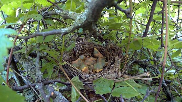 Жулан у дороги 160613 1 17 SJ5 20 смотреть онлайн