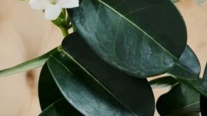 Стефанотис - растение брака или мужегон. Приметы и суеверия о стефанотисе.