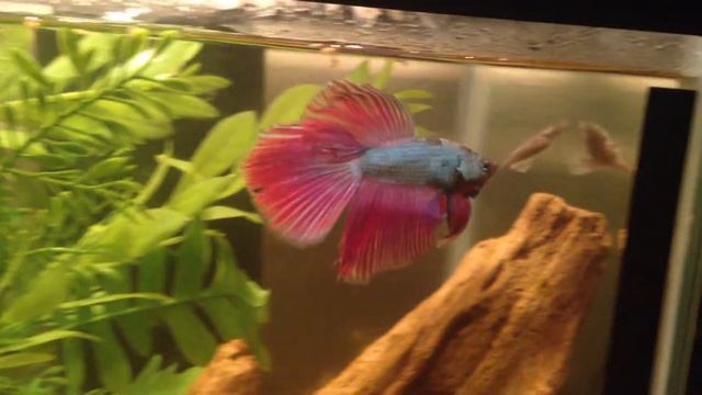 Dragon Scale Betta Fish Pissed Off!!! смотреть онлайн