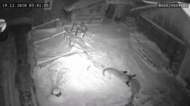 Волки съели собаку смотреть онлайн