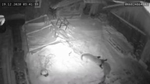 Волки съели собаку