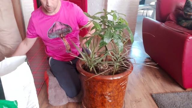 Пахира Акватика посадка уход за растением смотреть онлайн