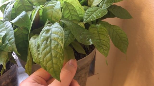 Theobroma Cacao Plants смотреть онлайн