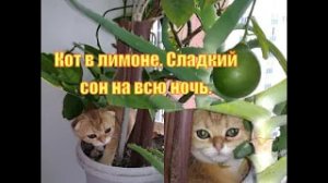 Кот в лимоне.. Детям.
