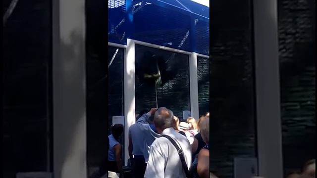 У орангутанга сегодня клюёт смотреть онлайн