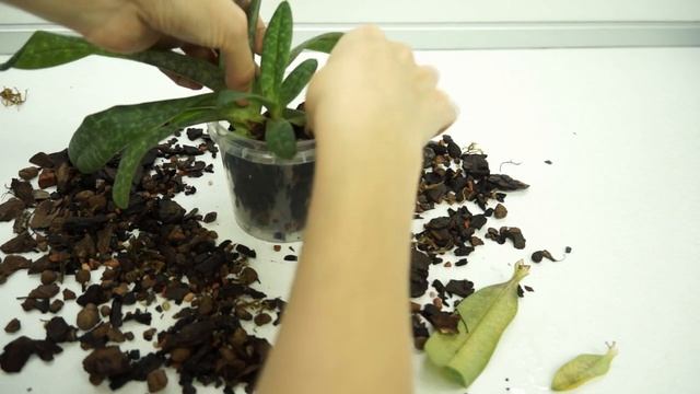 Пафиопедилум:РАСТУТ КОРНИ!Пересадка+РЕЗУЛЬТАТ.Paphiopedilum Concolor.Венерин Башмачок 