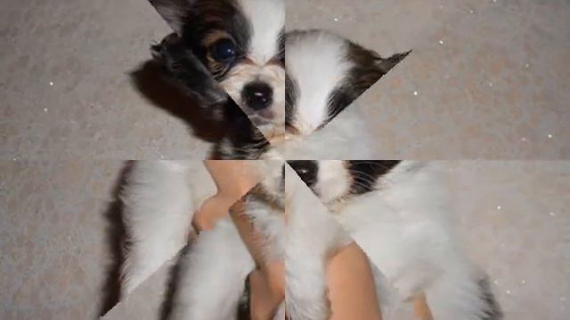 папийон www.dogs585.my1.ru смотреть онлайн