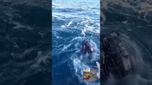 Баренцево море, киты в Териберке