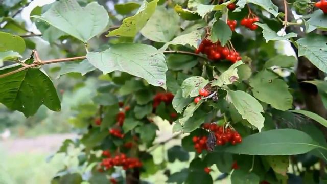 Анатолій Кобзар - Калины куст смотреть онлайн