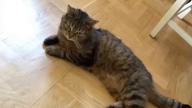 Влюблённая парочка жить друг без друга не могут! смотреть онлайн