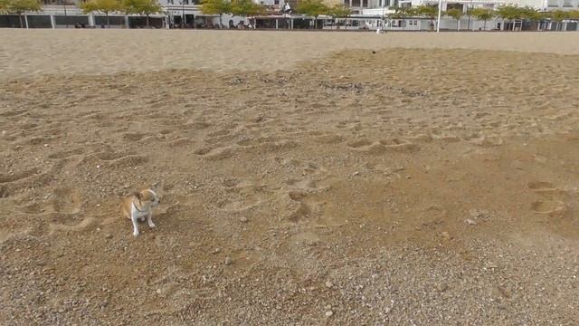Тосса де мар,декабрь 2022,безлюдный городок,пляж и море... смотреть онлайн